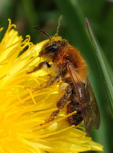 Andrena nitida